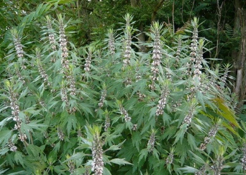 motherwort