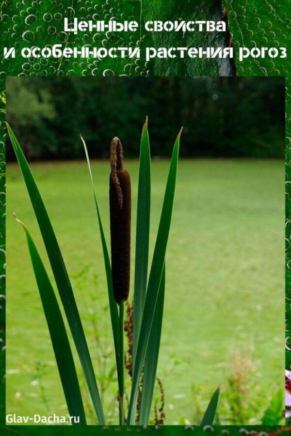 plante cattail