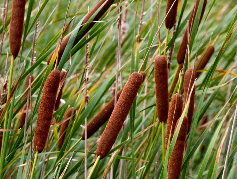 plante cattail