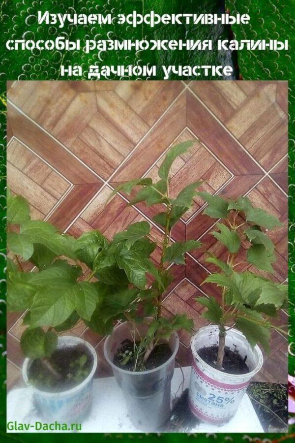 การสืบพันธุ์ของ viburnum