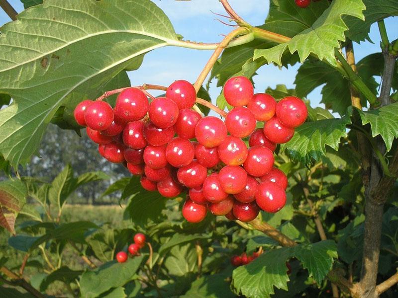 modner rød viburnum