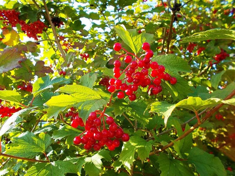 užitečné vlastnosti viburnum