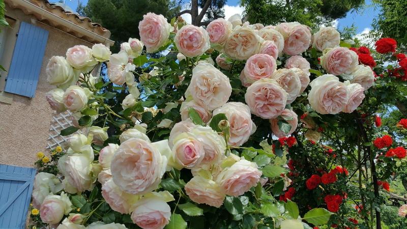 Rose Bloom Pierre de Ronsard