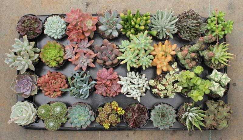 ดูแลบ้าน succulents