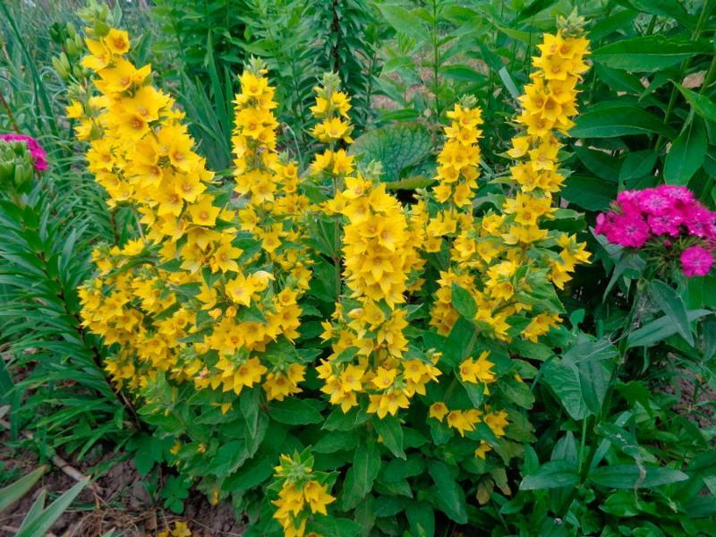 fotografie výsadby a péče o loosestrife