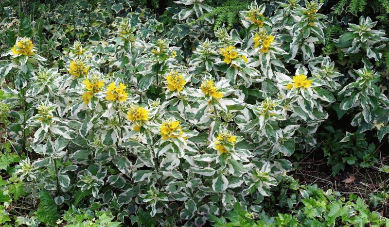 loosestrife pestrá