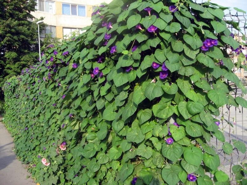 popínavé rostliny pro zahradní fotografie a jména ranní slávy