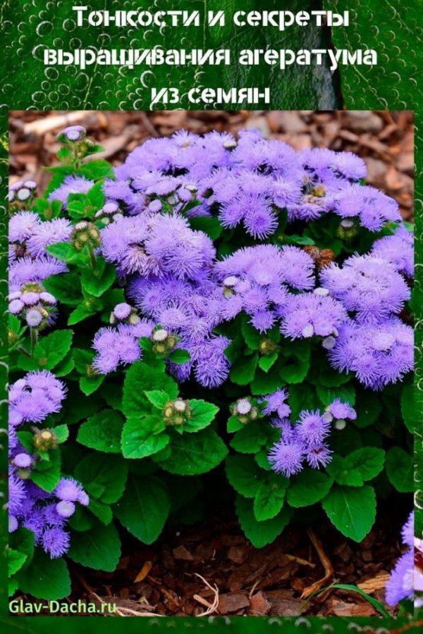 ageratum iz sjemena