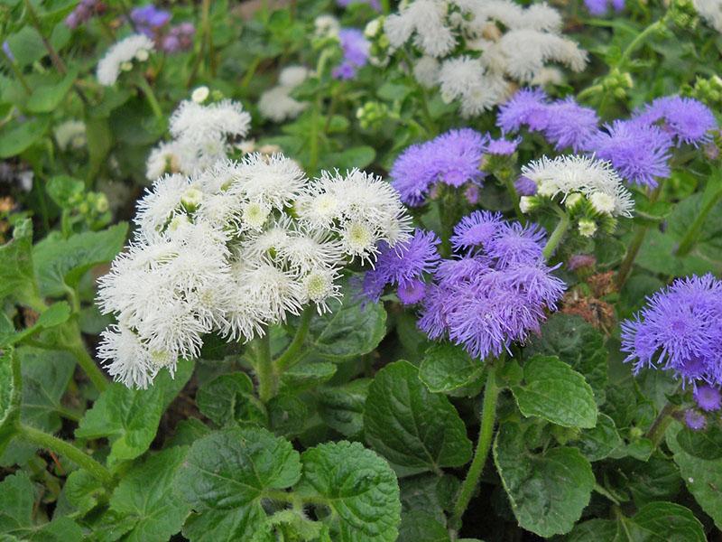 ageratum ที่ปลูกจากเมล็ด