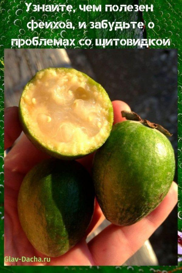 feijoa มีประโยชน์อย่างไร?