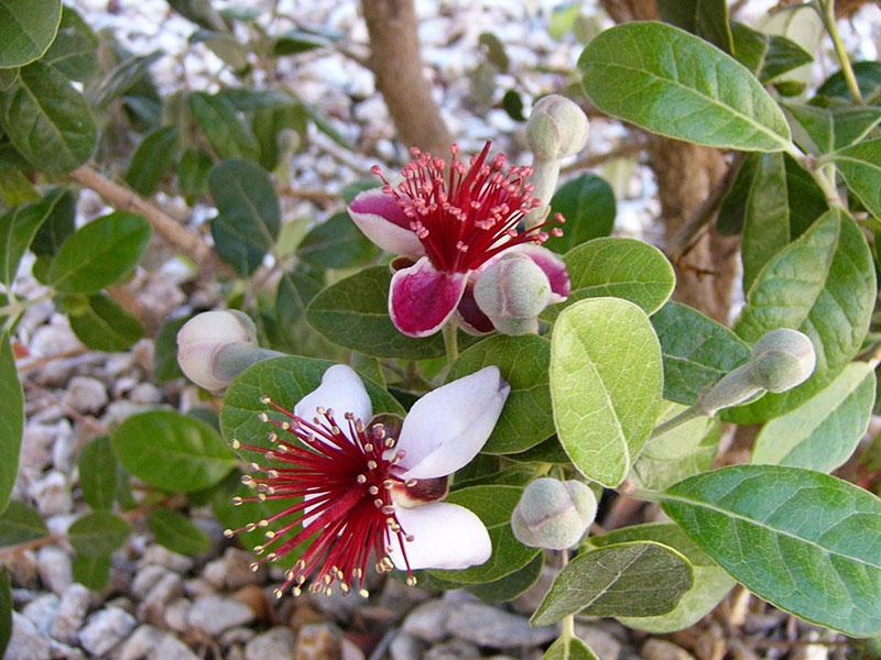 feijoa kvete