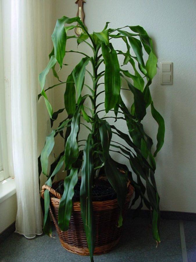 pachnąca dracena