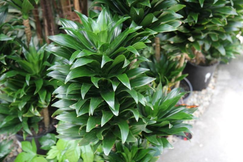 zapach dracaena compacta