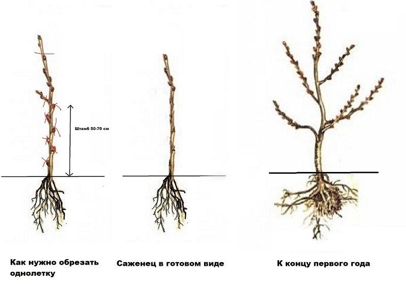 første beskjæring av pære etter planting