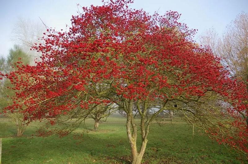 Hawthorn ที่กระท่อมฤดูร้อน