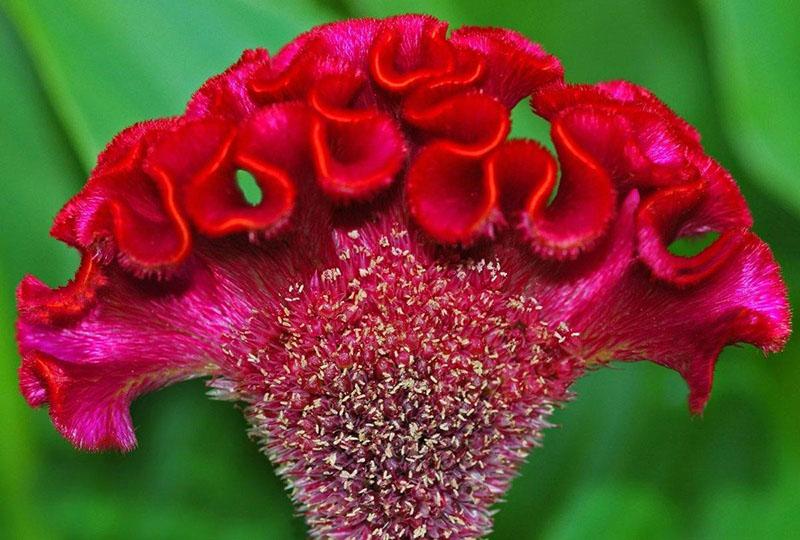 หวี celosia