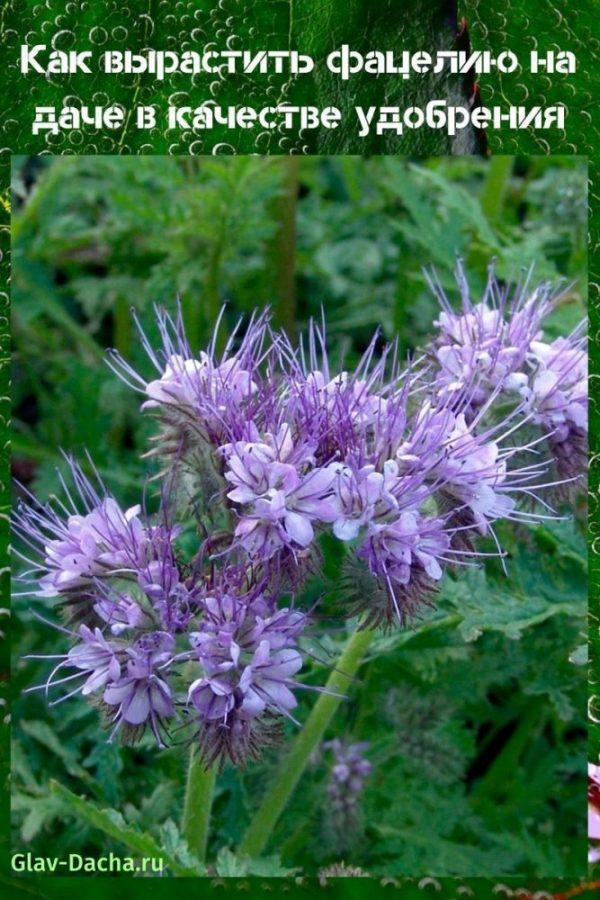 jak pěstovat phacelia v zemi