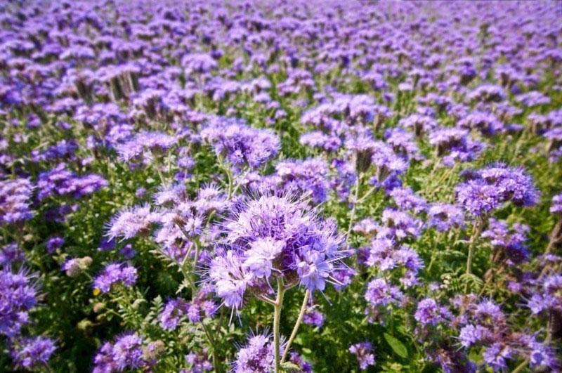 jak pěstovat phacelia v zemi