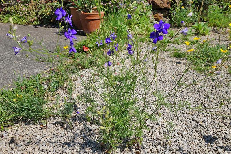 felt larkspur blomstrer