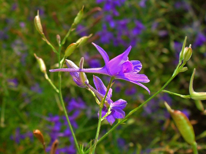 en plante fra buttercup-familien