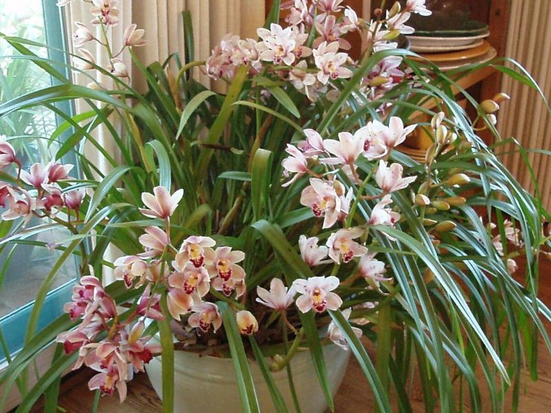 kućna njega orhideje cymbidium