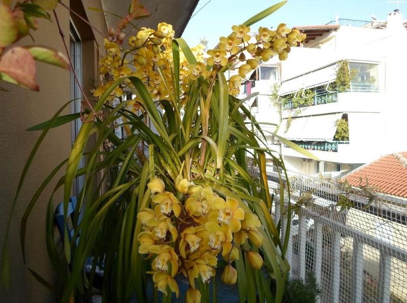 cymbidium v ​​létě na balkoně