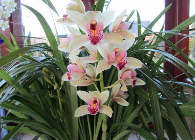 kwitnące cymbidium