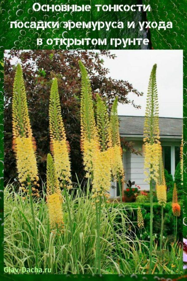 การปลูก eremurus และการดูแลในทุ่งโล่ง