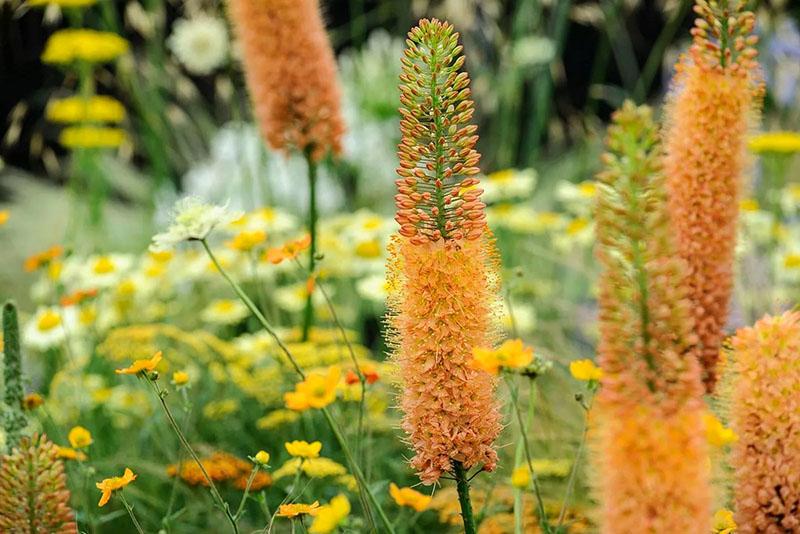 บานสะพรั่งเขียวชอุ่มของ eremurus