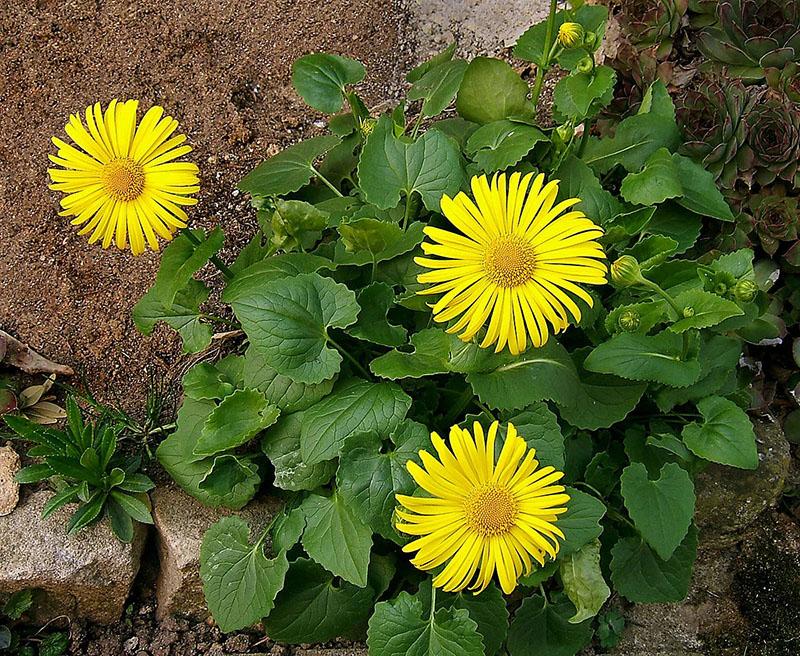 ประเภทของ doronicum สำหรับกระท่อมฤดูร้อน