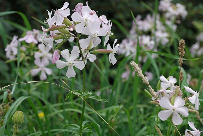 saponaria kwitnie