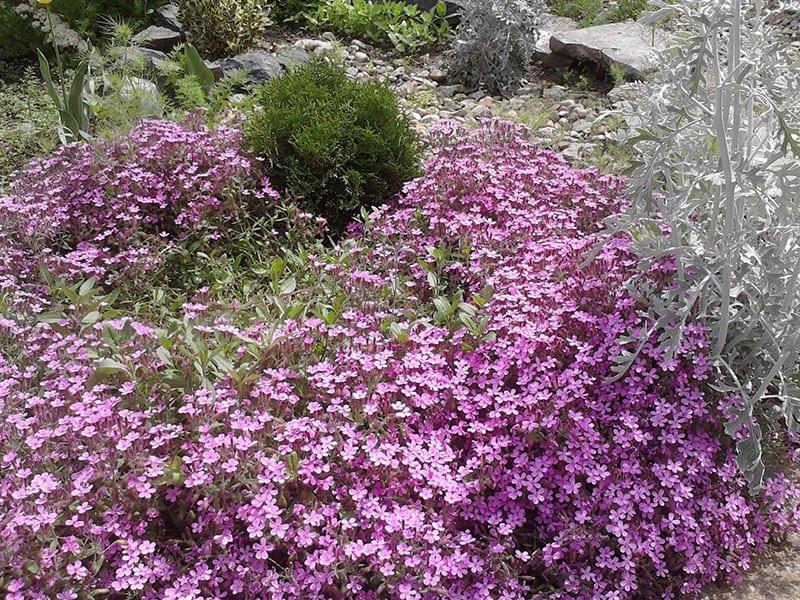 frodig blomst av saponaria