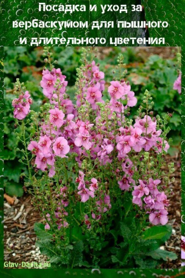 การปลูกและดูแล verbascum