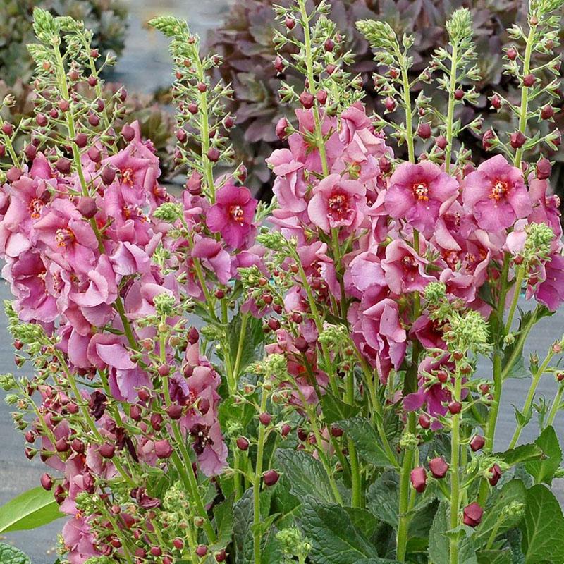 vytrvalá verbascum