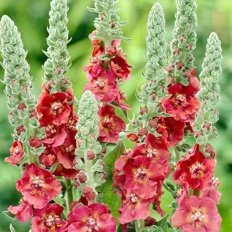 บานสดใสของ verbascum