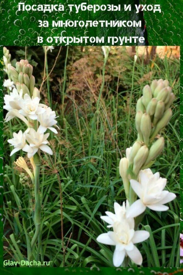 planting av tuberose og stell i det åpne feltet