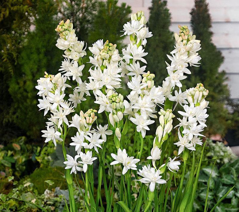 pæreformet flerårig tuberose