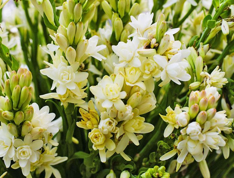 frodig blomst av tuberose