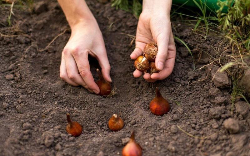 výsadba tulipánů na podzim do země