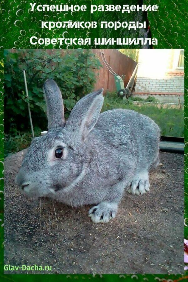 kaninavl sovjetisk chinchilla