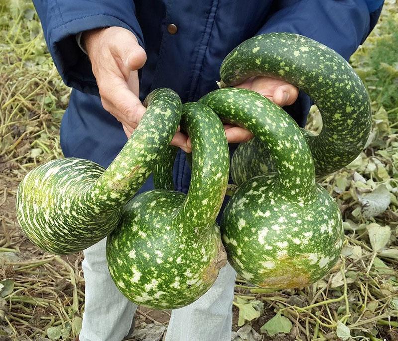 lagenaria należy do rodziny dyni