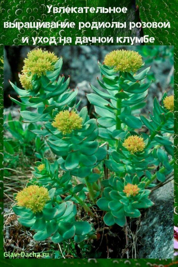 Rhodiola rosea การปลูกและการดูแล