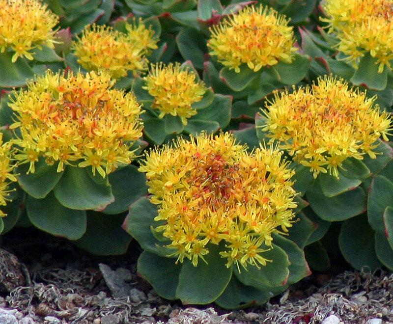 lys blomst av Rhodiola rosea