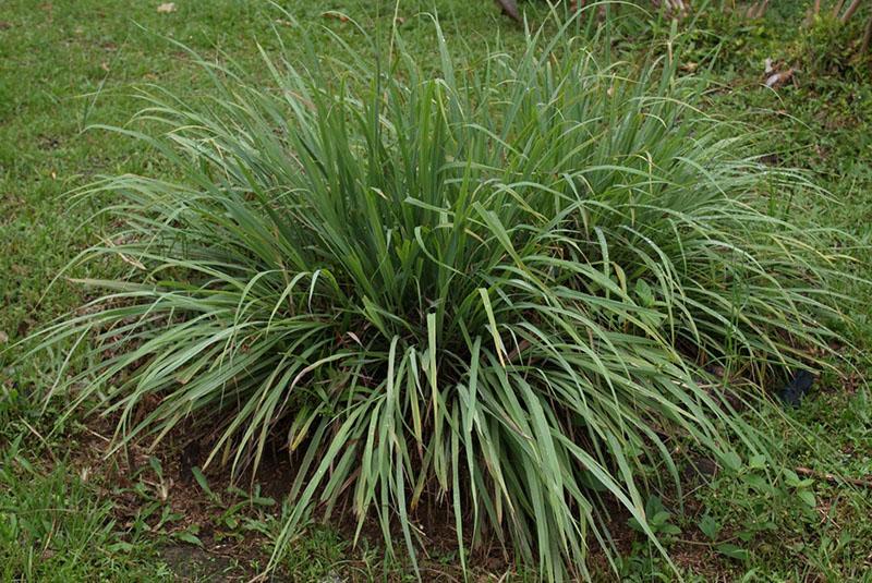 citronella keř