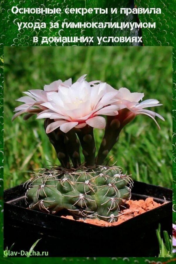 Opieka Gymnocalycium w domu