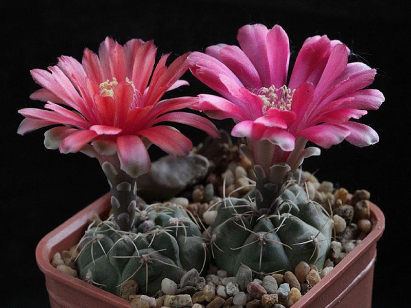 kwitnie hymnocalycium