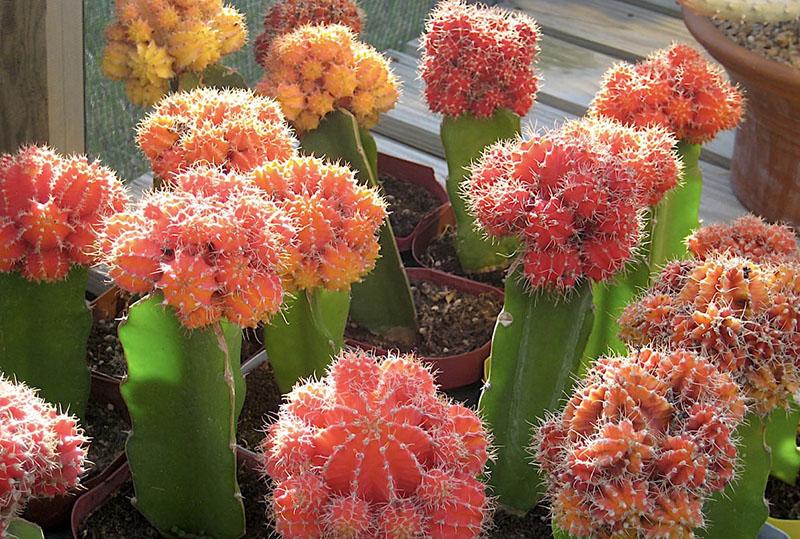 hymnocalycium Mikhanovič