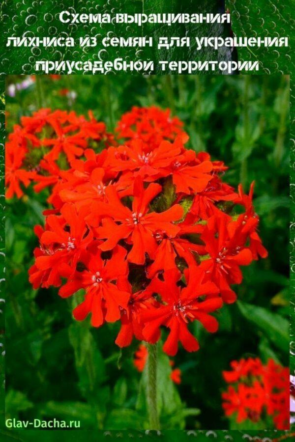 voksende lychnis fra frø