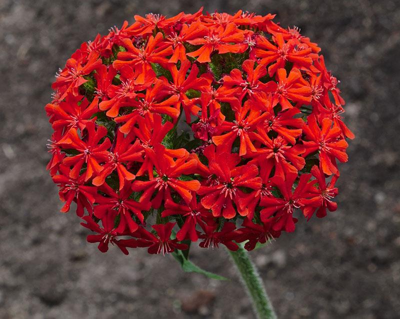 sfærisk blomsterstand