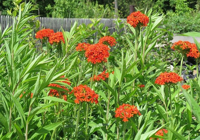 Lychnis ที่กระท่อมฤดูร้อนของพวกเขา